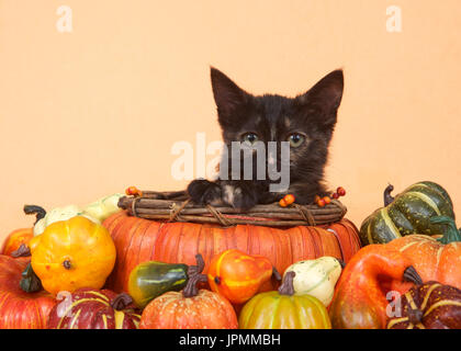 Une tortie tabby chaton dans un panier en forme de citrouille à directement au spectateur miniature entouré de citrouilles, courges et gourdes, orange table et ba Banque D'Images