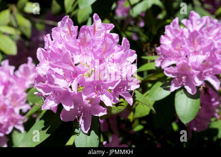 Rhododendron fleurs sur l'arrière-plan de son propre bush Banque D'Images