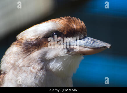 Close-up portrait of Laughing Kookaburra. Banque D'Images