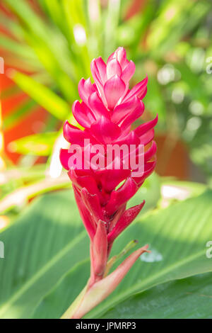 Gingembre rouge et rose des fleurs sur la plante dans le jardin. Banque D'Images