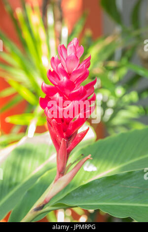 Gingembre rouge et rose des fleurs sur la plante dans le jardin. Banque D'Images