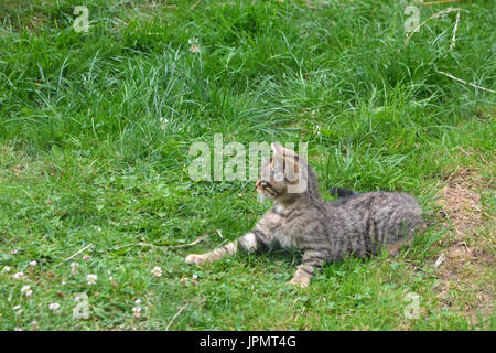 Chat sauvage écossais (Felis silvestris) - rare chat sauvage pur Banque D'Images