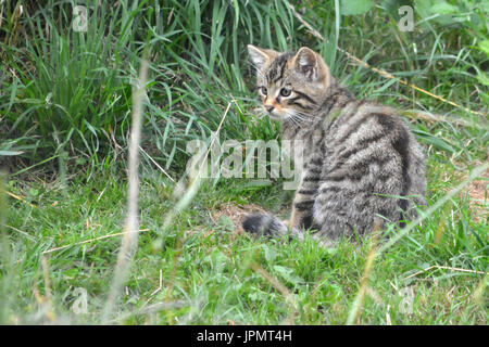 Chat sauvage écossais (Felis silvestris) - rare chat sauvage pur Banque D'Images