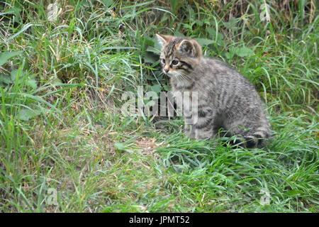 Chat sauvage écossais (Felis silvestris) - rare chat sauvage pur Banque D'Images