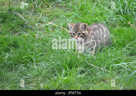 Chat sauvage écossais (Felis silvestris) - rare chat sauvage pur Banque D'Images