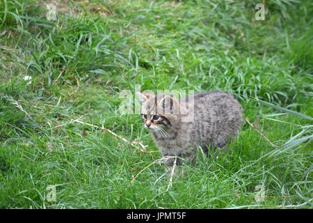 Chat sauvage écossais (Felis silvestris) - rare chat sauvage pur Banque D'Images