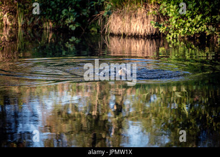 La truite de mer capturés par la pêche à la mouche, rivière Test, Leckford, Hampshire, Angleterre. Banque D'Images