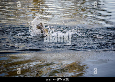 La truite de mer capturés par la pêche à la mouche, rivière Test, Leckford, Hampshire, Angleterre. Banque D'Images