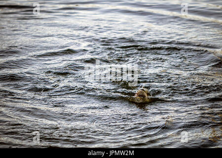 La truite de mer capturés par la pêche à la mouche, rivière Test, Leckford, Hampshire, Angleterre. Banque D'Images