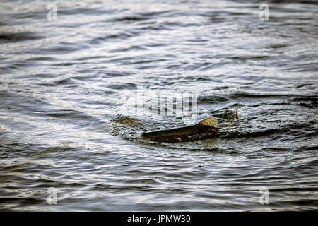 La truite de mer capturés par la pêche à la mouche, rivière Test, Leckford, Hampshire, Angleterre. Banque D'Images