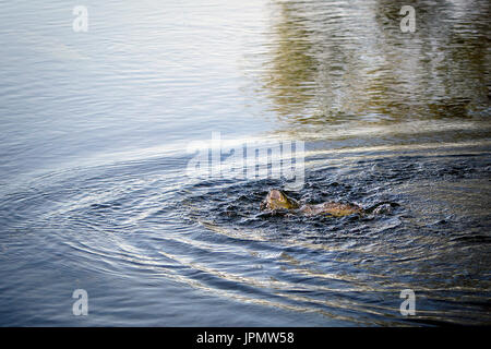 La truite de mer capturés par la pêche à la mouche, rivière Test, Leckford, Hampshire, Angleterre. Banque D'Images