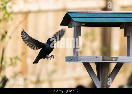 Un Étourneau sansonnet (Sturnus vulgaris) l'atterrissage sur une table d'oiseaux Banque D'Images