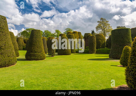 Il est intéressant dans le topiaire en forme de jardin d'If à Packwood House - un manoir Tudor préservé dans le Warwickshire, Angleterre, RU Banque D'Images