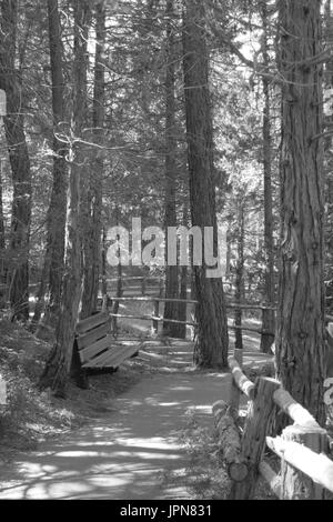 Banc vide le long chemin bordé d'arbres, hume lake, comté de Fresno, Californie Banque D'Images