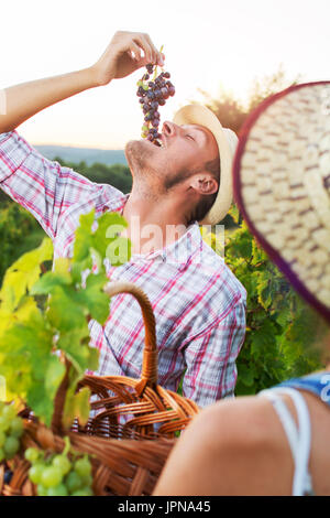 Jeune agriculteur bénéficiant de raisins frais au vignoble Banque D'Images