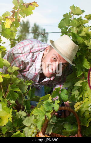 Happy Farmer smiling parmi les rangées de raisin Banque D'Images