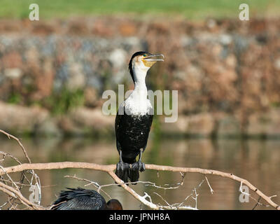 Whitebreasted Cormoran (Phalacrocorax lucidus), perché sur une branche sur le lac Banque D'Images