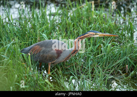 Héron pourpré (Ardea purpurea) traque le poisson dans la roselière Banque D'Images