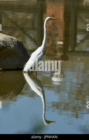 Western Great Egret (Ardea alba), comité permanent de la pêche dans le lac, la réflexion Banque D'Images