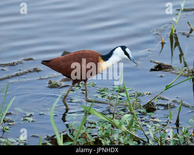 Jacana à poitrine dorée Actophilornis africanus (Afrique) pataugeant dans l'eau peu profonde parmi les lillies en quête de nourriture Banque D'Images