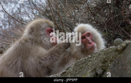 Paire de macaques japonais avec un snow monkey le toilettage l'autre, répandre la fourrure pour chercher des insectes. Photographié au Japon. Banque D'Images