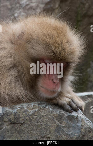 Close up d'un adulte snow monkey sieste sur un rocher avec sa tête posée sur ses avant-bras. Banque D'Images