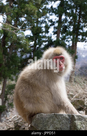 Snow monkey perché sur rocher avec la forêt en arrière-plan. Profondeur de champ. Banque D'Images