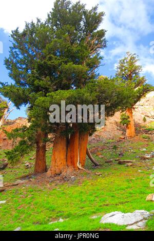 La sétaire verte quatre pins poussent ensemble dans la haute sierra, sétaire verte, chef de groupement de pin blanc, Sequoia National Park, California, United States Banque D'Images