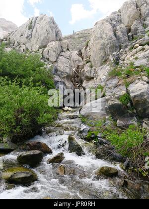 Coupant à travers la fonte des affleurements de granit, l'acheminement du flux dans le roc, chef blanc Canyon, Sequoia National Park Banque D'Images