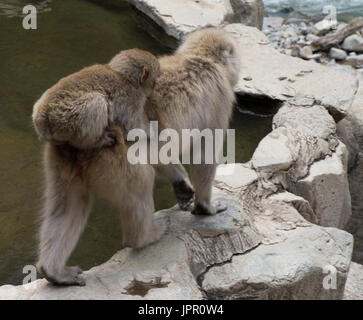 Close up d'un bébé singe neige équitation sur sa mère macaque japonais est de retour à l'orée d'un printemps chaud. Banque D'Images