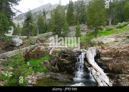 Chef Blanc Canyon, Sequoia National Park, Californie Banque D'Images