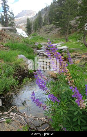 Chef Blanc Canyon, Sequoia National Park, Californie Banque D'Images