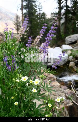 Chef Blanc Canyon, Sequoia National Park, Californie Banque D'Images