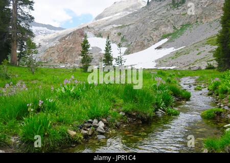 Chef Blanc Canyon, Sequoia National Park, Californie Banque D'Images