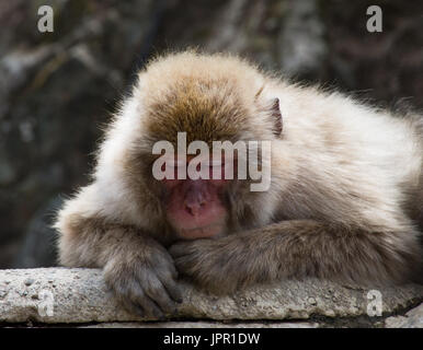 Snow monkey ou macaque japonais dormir sur une dalle de roche. Son visage rose est bordée d'épaisse fourrure. Banque D'Images