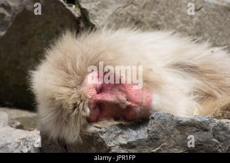 Close up d'un vieux singe macaque japonais de la neige ou de dormir sur les rochers au soleil. Banque D'Images