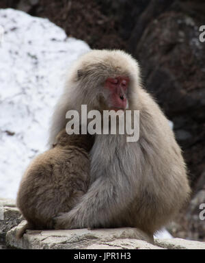 Gros plan d'une mère singe neige somnolente de câliner son bébé. Les macaques japonais sont assis en face d'un banc de neige. Banque D'Images