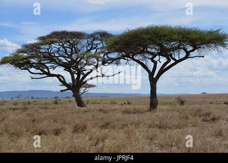 Safari en Tanzanie paysage africain Banque D'Images