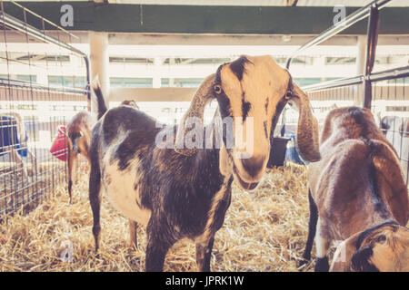 Lop-earred permanent de chèvre au stylo à la country fair dans jardin vintage Banque D'Images