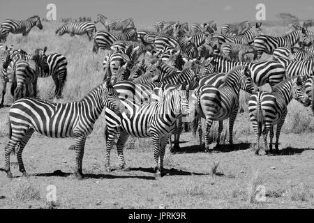 Le pâturage des zèbres fascinant de la savane du parc national de Serengeti de Tanzanie. Banque D'Images