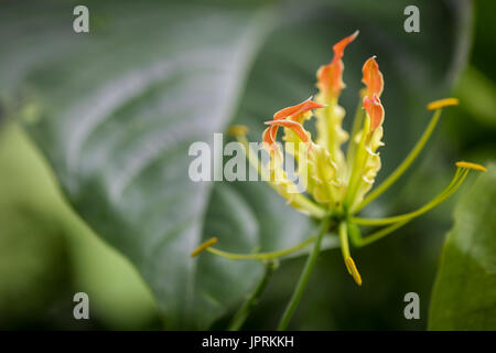 Superbe et rare fleurs de la Gloriosa Lily. Fleurs voyantes de la flamme plus connu Lily (Gloriosa superba ou Gloriosa rothschildiana) w Banque D'Images