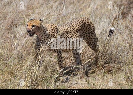 L'itinérance cheetah la savane dans le Serengeti National Park of Tanzania, Africa. Banque D'Images
