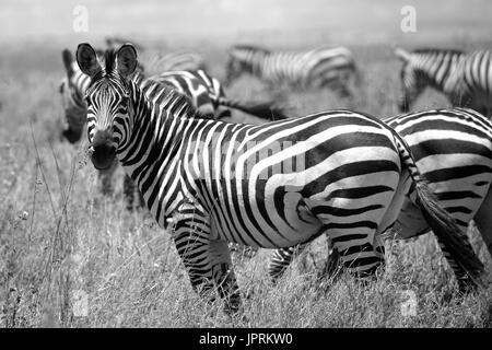 Le pâturage des zèbres fascinant de la savane du parc national de Serengeti de Tanzanie. Banque D'Images