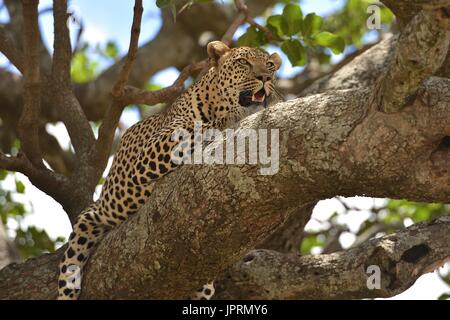Leopard paresseux dans un acacia dans le Serengeti. Banque D'Images