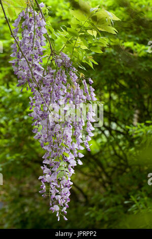 Wisteria sinensis floraison dans les bois. Banque D'Images