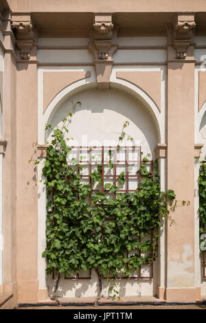 Plante grimpante plante sur un cadre sur un mur de pierre, du point de vue de l'avant. Banque D'Images