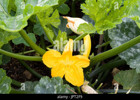 Les fleurs de courgettes Banque D'Images