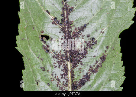 L'infestation par les pucerons sur les feuilles des arbres de cerise noire Banque D'Images