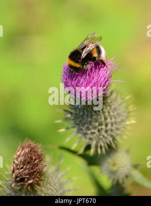 Bourdon recueille le nectar des fleurs un chardon. Banque D'Images