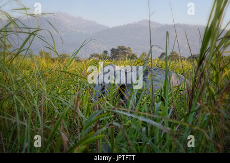 Les Indiens sauvages éléphant (Elephas maximus indicus) cachés dans l'herbe de l'éléphant, le parc national de Kaziranga, Assam, Inde Banque D'Images